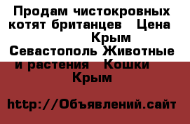 Продам чистокровных котят британцев › Цена ­ 5 000 - Крым, Севастополь Животные и растения » Кошки   . Крым